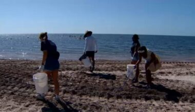 Volunteers take part in beach clean-up at Crandon Park for World Sea Turtle Day - WSVN 7News | Miami News, Weather, Sports