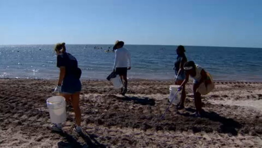 Volunteers take part in beach clean-up at Crandon Park for World Sea Turtle Day - WSVN 7News | Miami News, Weather, Sports