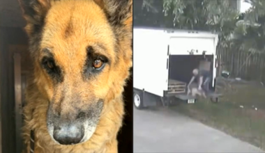 Broward man accused of abusing elderly German shepherd appears before judge - WSVN 7News | Miami News, Weather, Sports