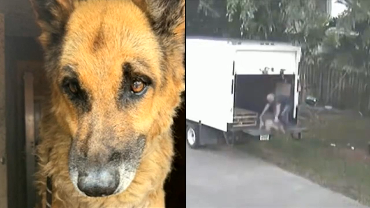 Broward man accused of abusing elderly German shepherd appears before judge - WSVN 7News | Miami News, Weather, Sports