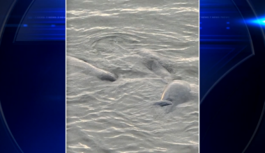 7News viewer captures images of manatee mating herd spotted in Miami - WSVN 7News | Miami News, Weather, Sports