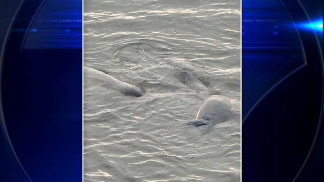 7News viewer captures images of manatee mating herd spotted in Miami - WSVN 7News | Miami News, Weather, Sports