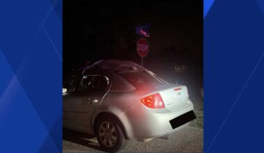 Shark strapped to car roof in Florida under review by wildlife officials