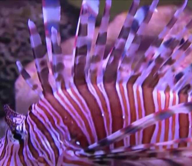 florida’s lionfish challenge invites divers to help remove invasive species