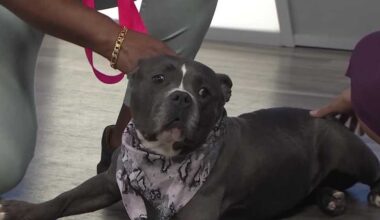 WESH 2 the Rescue: Xena from Seminole County Animal Services