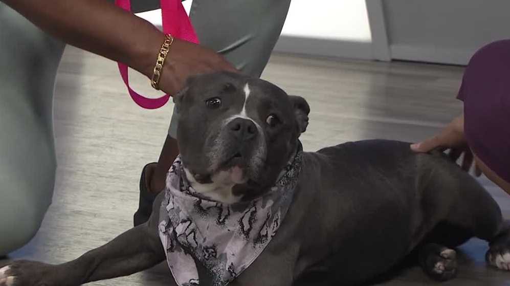 WESH 2 the Rescue: Xena from Seminole County Animal Services