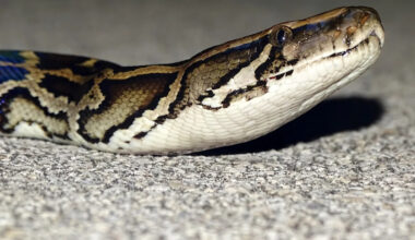 Florida python hunter wrangles 202-pound invasive snake, one of the heaviest on record