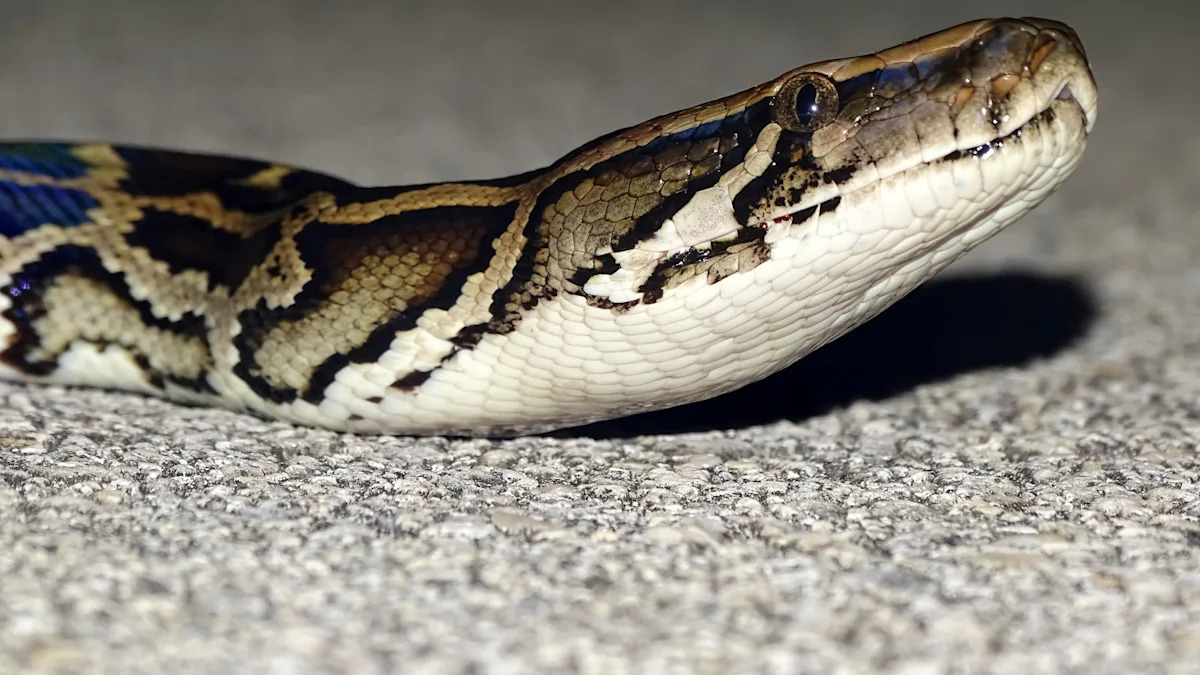 Florida python hunter wrangles 202-pound invasive snake, one of the heaviest on record