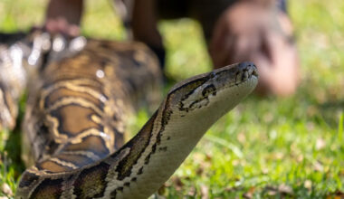 Florida relaunches 10-day python hunt with $10,000 prize as invasive snakes overrun the Everglades