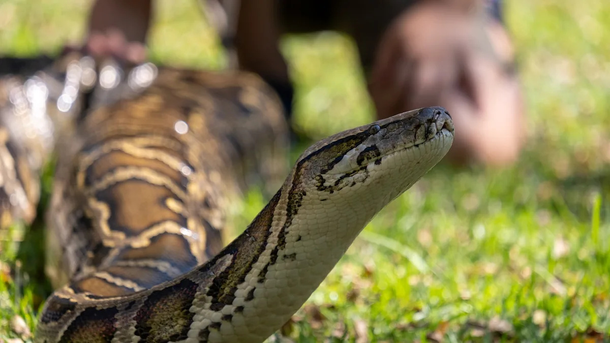 Florida relaunches 10-day python hunt with $10,000 prize as invasive snakes overrun the Everglades