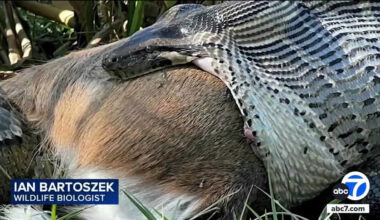 A 115-Pound Python Swallowed a 77-Pound Deer in Florida. Biologists Say It Changes Everything.