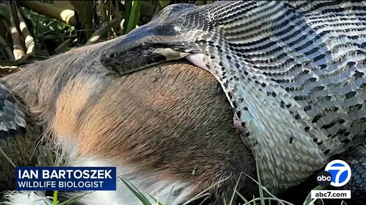 A 115-Pound Python Swallowed a 77-Pound Deer in Florida. Biologists Say It Changes Everything.