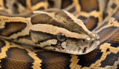 Burmese Python Found with 20 Eggs Under Florida Sidewalk: 'They Are Not Native to Our Area and Are Disrupting the Ecosystem'
