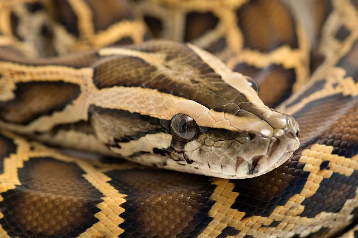 Burmese Python Found with 20 Eggs Under Florida Sidewalk: 'They Are Not Native to Our Area and Are Disrupting the Ecosystem'
