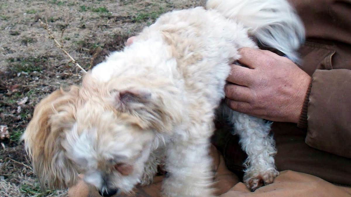 a small white bichon shih tzu stands on a man's lap