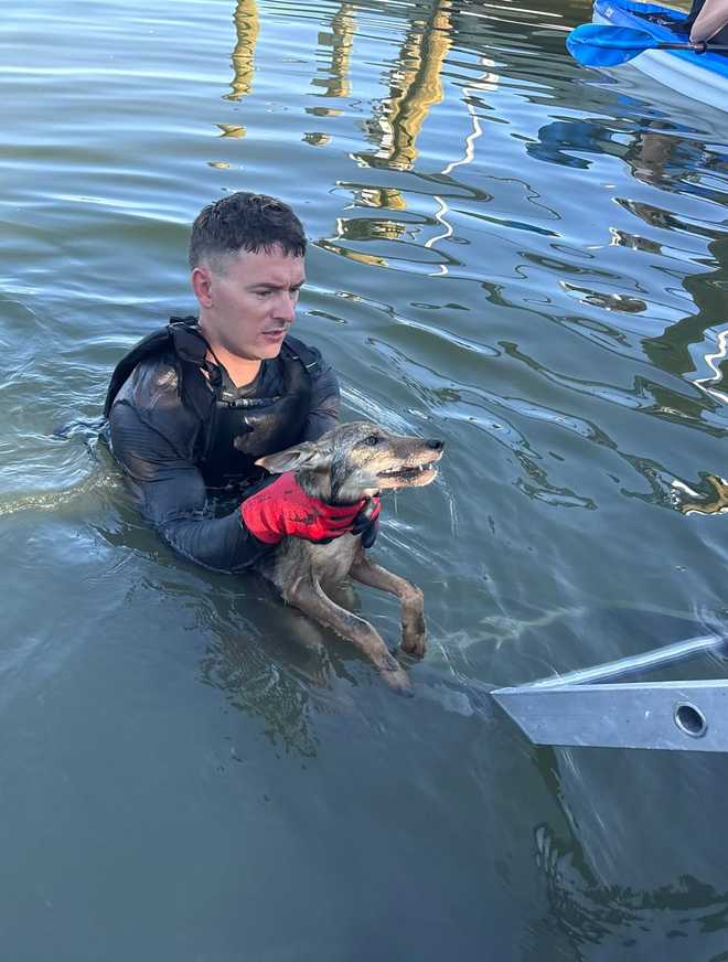 Coyote rescued from canal Coyote rescued from canal