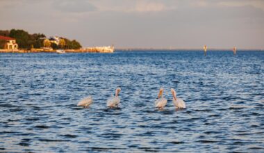 St. Pete Extra! June 2026 Edition