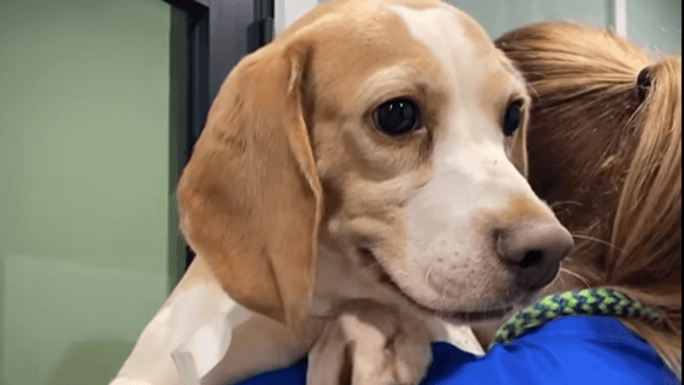 A new busload of beagles arrived at Big Dog Ranch Rescue on Wednesday night, pushing its total to almost 400 canines freed from a Wisconsin lab and prompting a Mother’s Day Adoption Special event to open up space at the now-full shelter. (Big Dog Ranch Rescue)