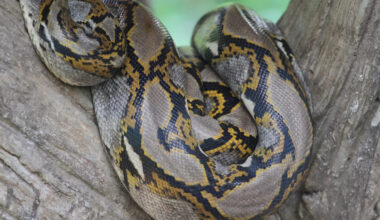 Florida's giant pythons are not just eating wildlife, they are spreading seeds across the Everglades