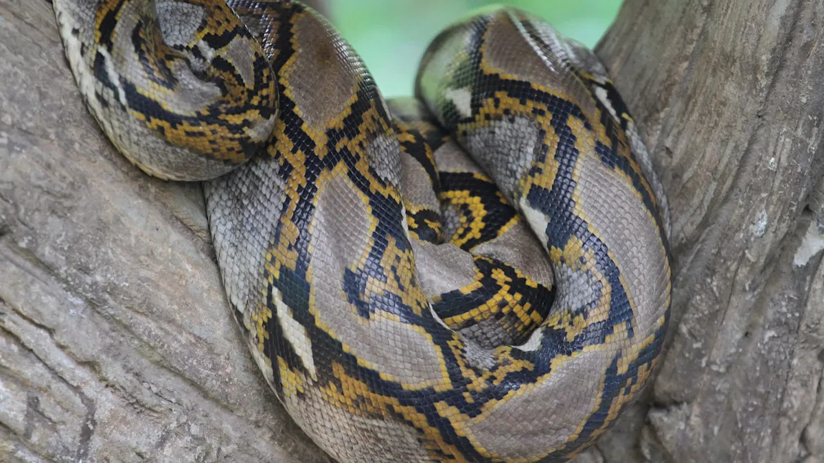 Florida's giant pythons are not just eating wildlife, they are spreading seeds across the Everglades