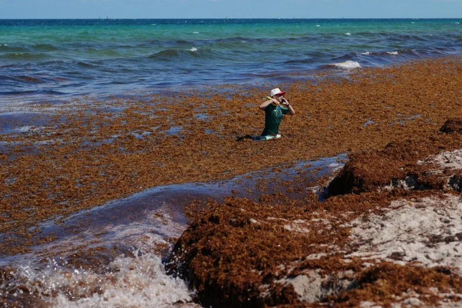 A soccer fan wades through sargassum on the beachfront in Miami Beach, Fla., Thursday, June 11, 2026. Swimming or wading in sargassum is not recommended. (AP Photo/Rebecca Blackwell)