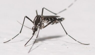 Google aims to release 64 million “good" mosquitoes in California and Florida