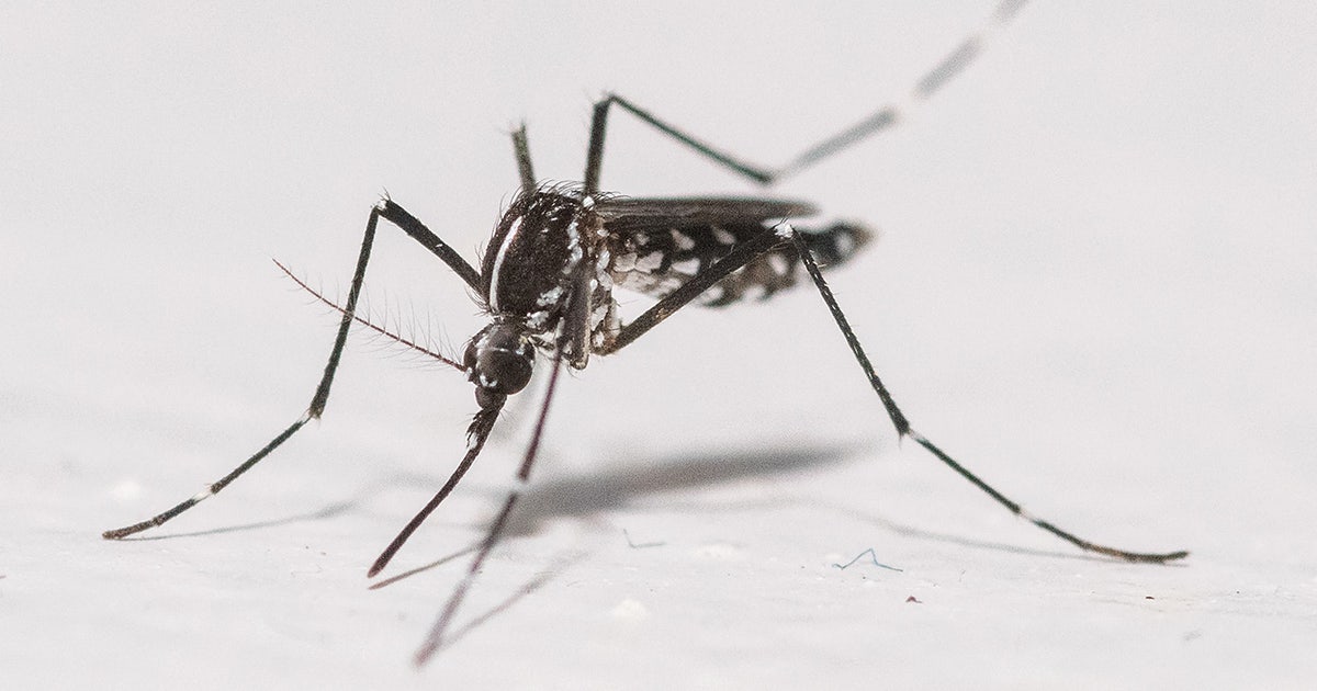 Google aims to release 64 million “good" mosquitoes in California and Florida