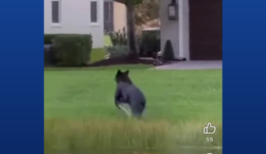 Florida police warn residents after black bear spotted