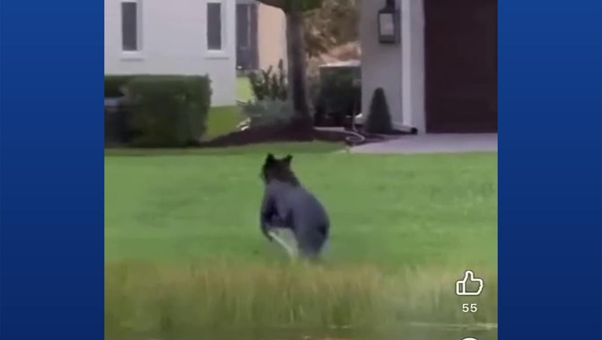 Florida police warn residents after black bear spotted
