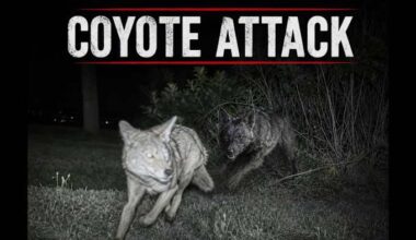 Woman warns of coyote colony in Orlando’s College Park neighborhood after cat attacked