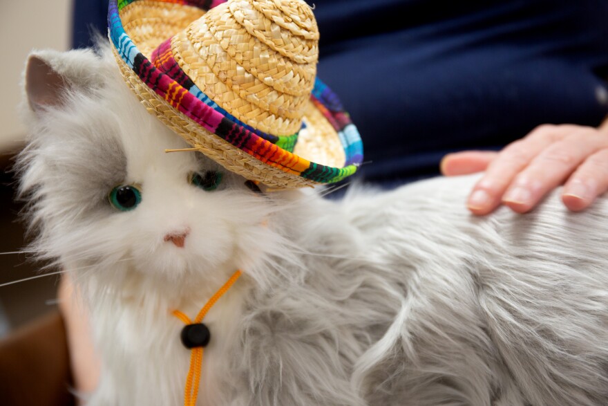 A close up of a ray and white tabby with a sombreo.