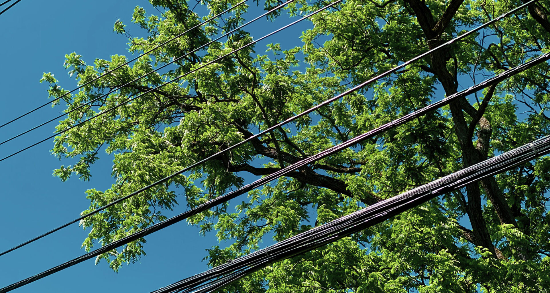 Tree trimming scheduled around Jacksonville power lines