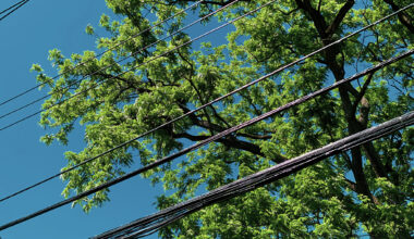 Tree trimming scheduled around Jacksonville power lines