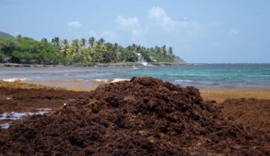 Sargassum levels reach record-high for May, expected to increase in June