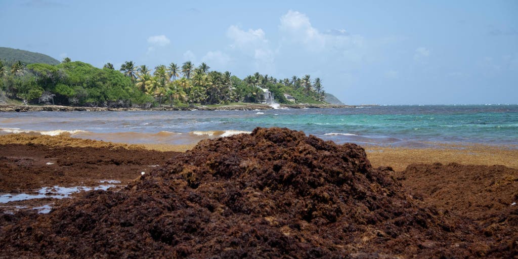 Sargassum levels reach record-high for May, expected to increase in June