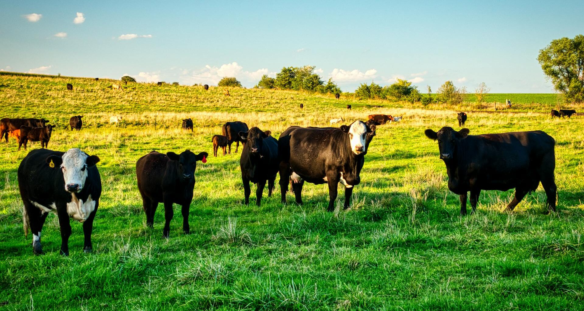 Florida Cattle Enhancement Board Encourages Research into Producers Questions