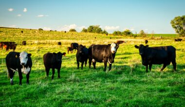 Florida Cattle Enhancement Board Encourages Research into Producers Questions