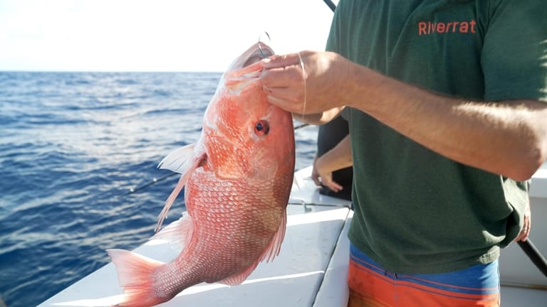 The hook is taken out of a red snapper caught...