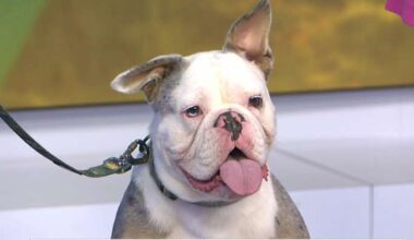 Preparing your pet for fireworks stress