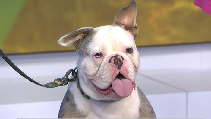 Preparing your pet for fireworks stress
