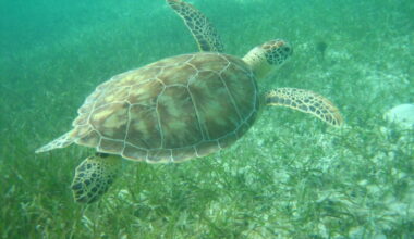 Miami-Dade Parks, Recreation and Open Spaces to host third annual beach clean-up in celebration of World Sea Turtle Day on June 16