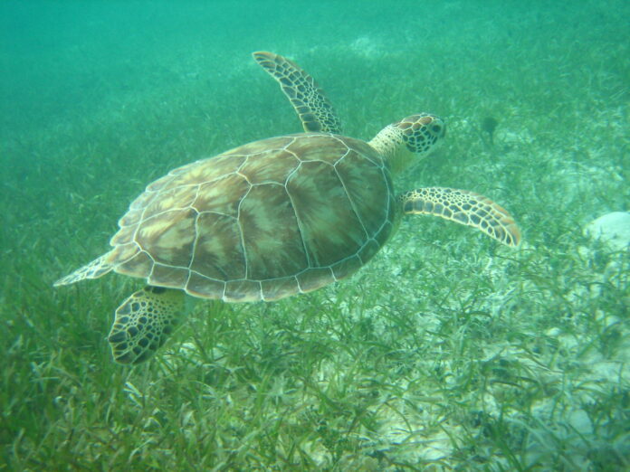 Miami-Dade Parks, Recreation and Open Spaces to host third annual beach clean-up in celebration of World Sea Turtle Day on June 16