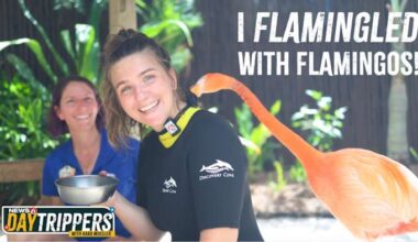 I “Flamingled” With REAL Flamingos at Discovery Cove