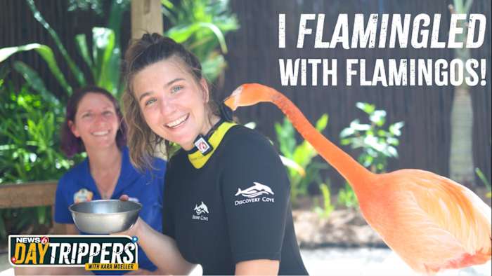 I “Flamingled” With REAL Flamingos at Discovery Cove