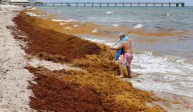 Gallery: Sargassum seaweed blankets South Florida beaches