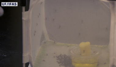 Google-backed project wants to release millions of 'good mosquitoes' in Florida to fight dangerous diseases