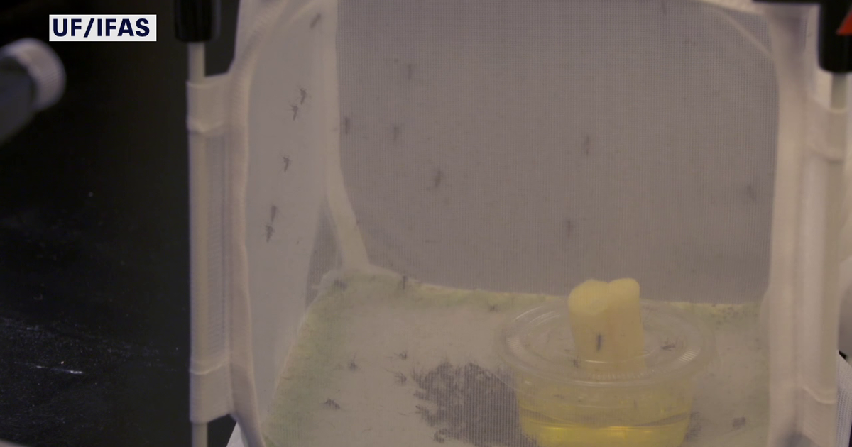 Google-backed project wants to release millions of 'good mosquitoes' in Florida to fight dangerous diseases