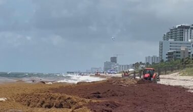South Florida beachgoers annoyed by smelly "tsunami" of seaweed. Cities try to rake it, but it keeps coming back