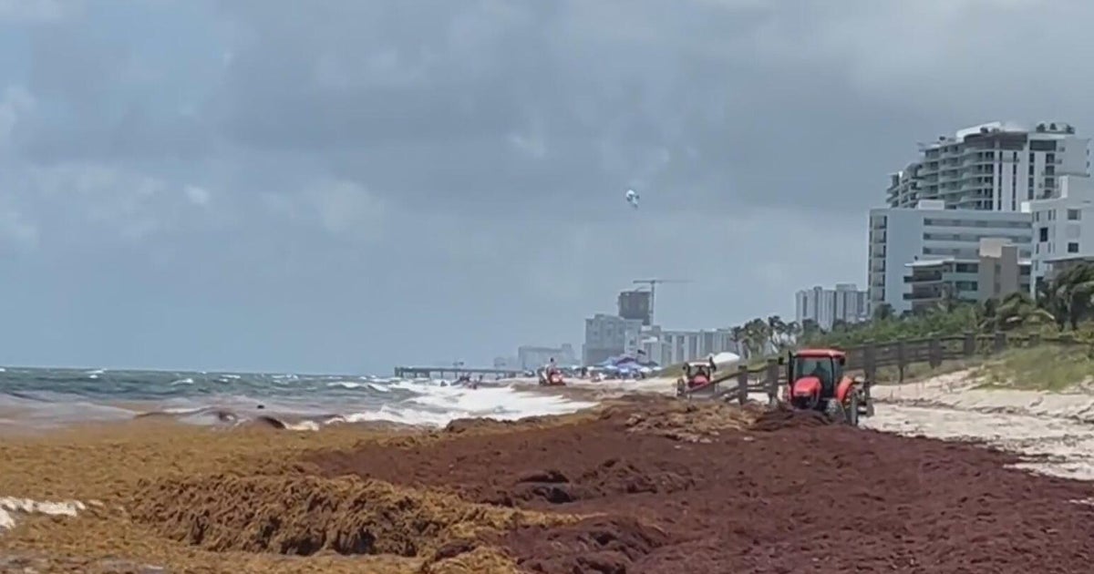 South Florida beachgoers annoyed by smelly "tsunami" of seaweed. Cities try to rake it, but it keeps coming back