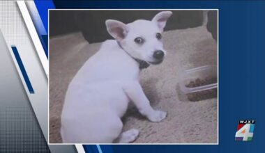 ‘Why would anybody do this?’: Chihuahua mix dies after children abuse it at Middleburg boat ramp